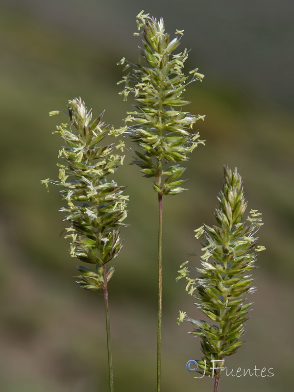 Koeleria dasyphylla nevadensis.15