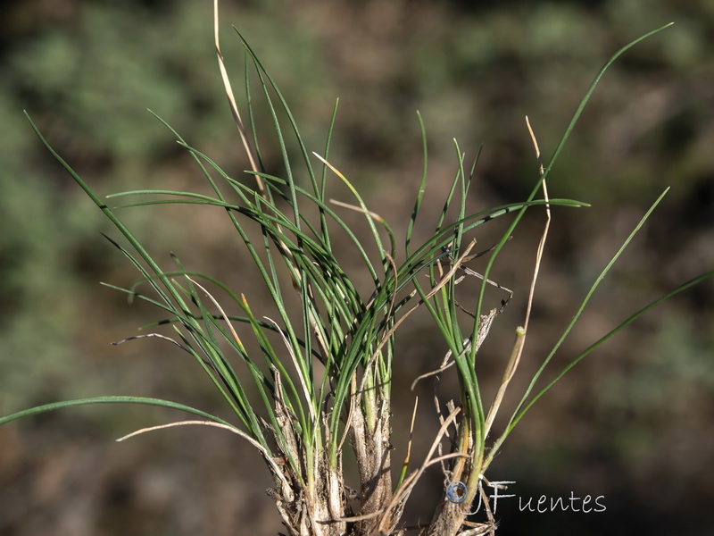 Koeleria filifolia.02