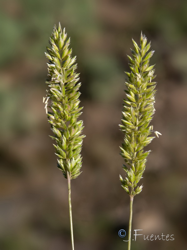 Koeleria filifolia.03
