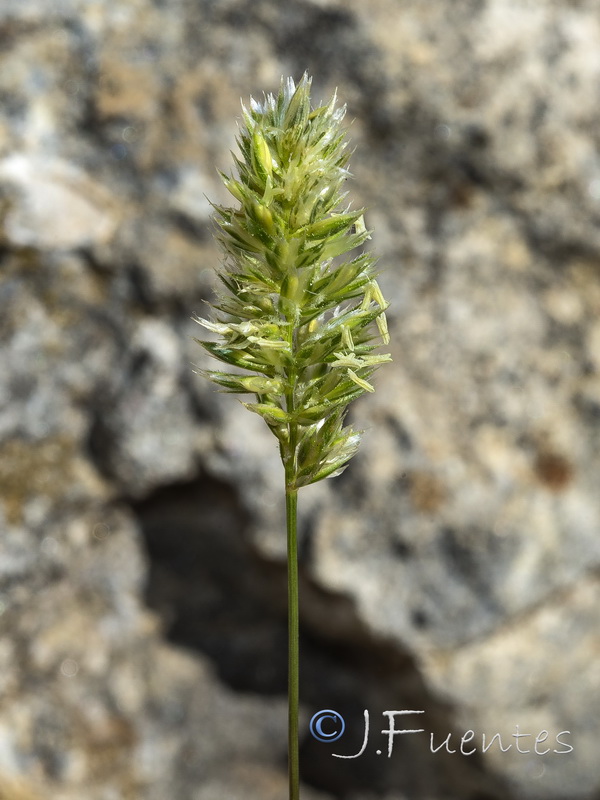 Koeleria vallesiana.05