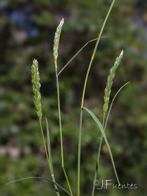 Koeleria vallesiana.07