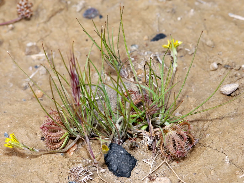 Koelpinia linearis.03