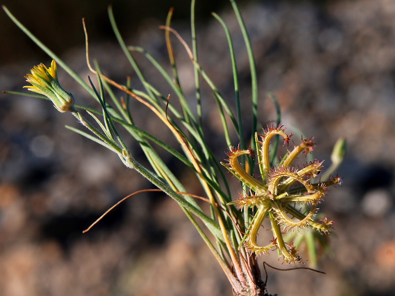 Koelpinia linearis.04