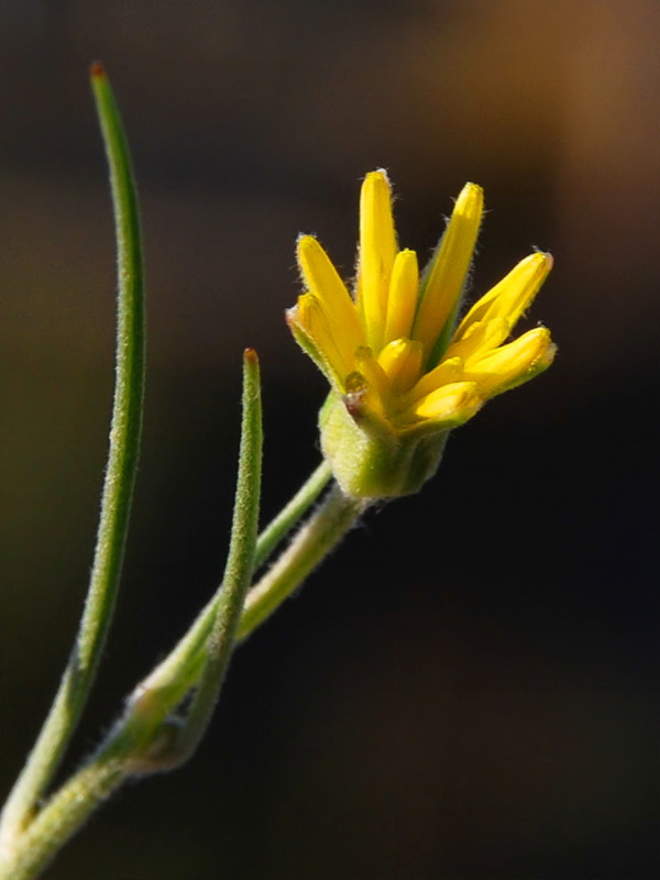 Koelpinia linearis.06