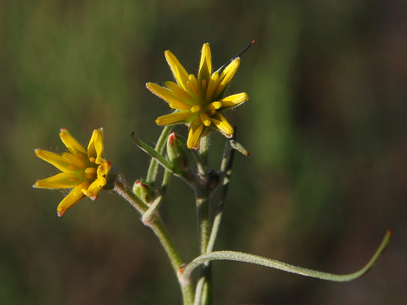 Koelpinia linearis.07