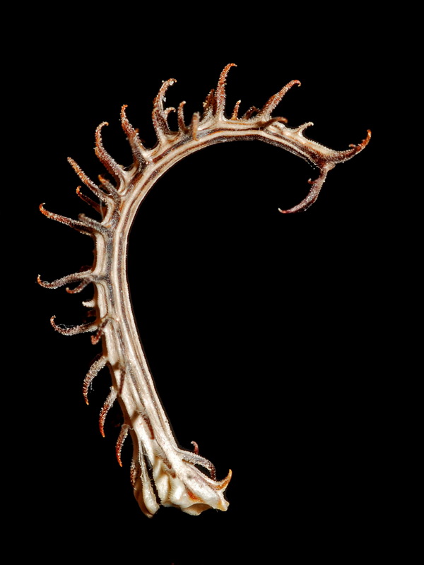 Koelpinia linearis.10
