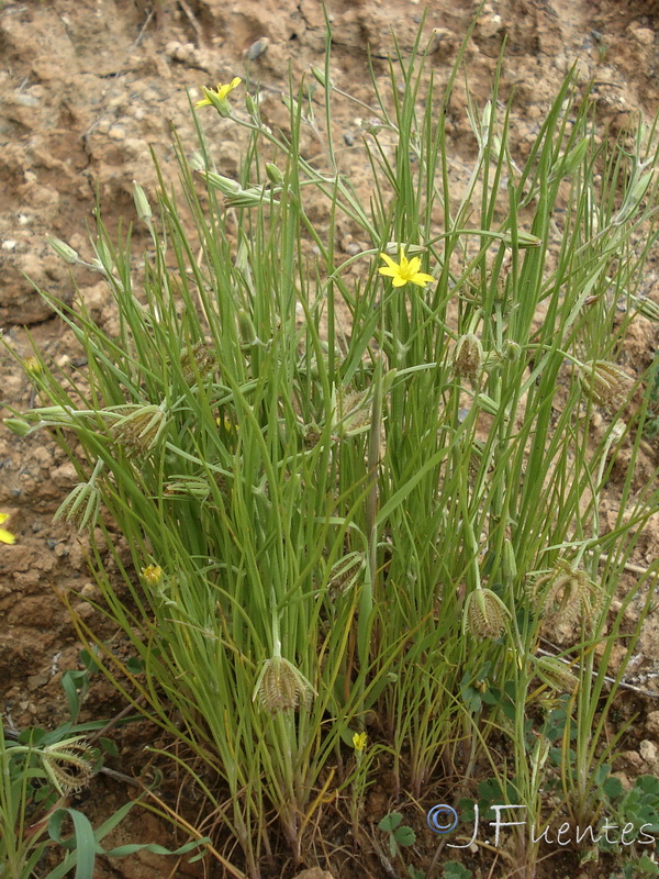 Koelpinia linearis.13