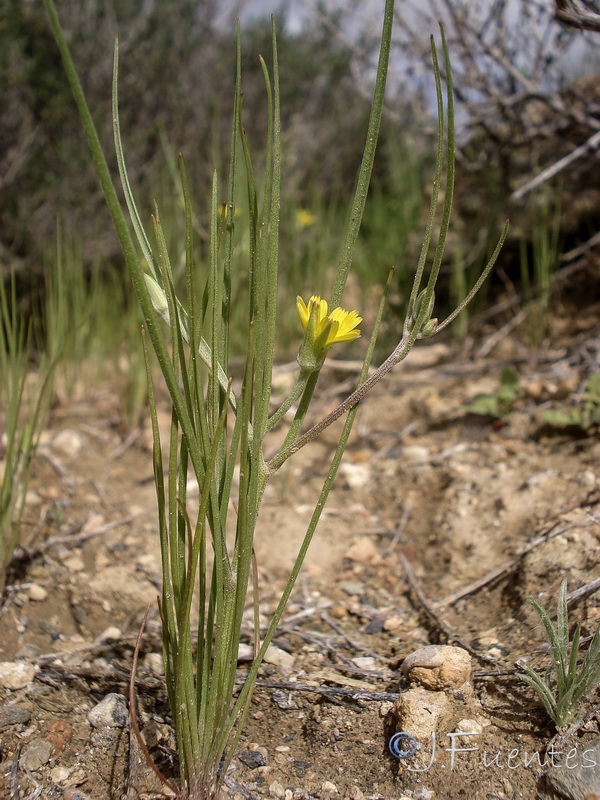 Koelpinia linearis.14