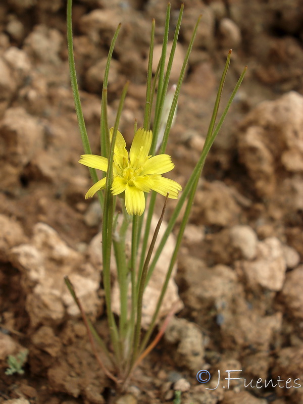 Koelpinia linearis.16