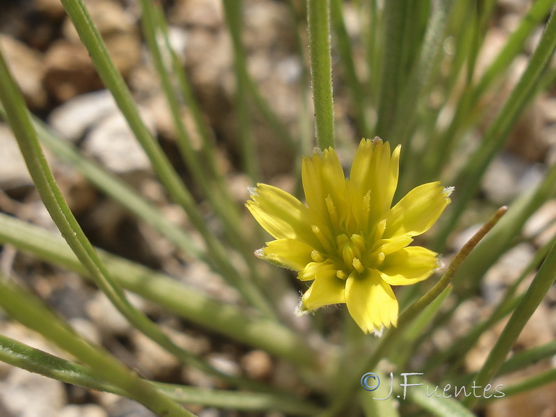 Koelpinia linearis.17