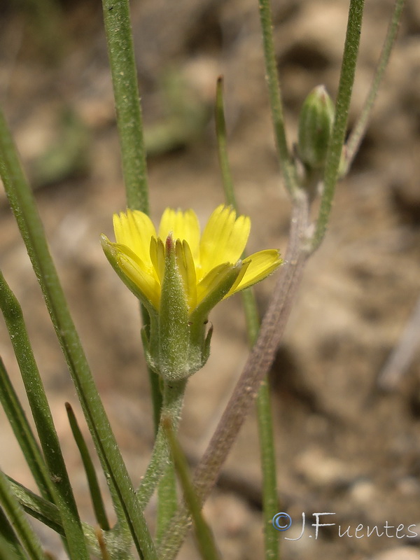 Koelpinia linearis.18