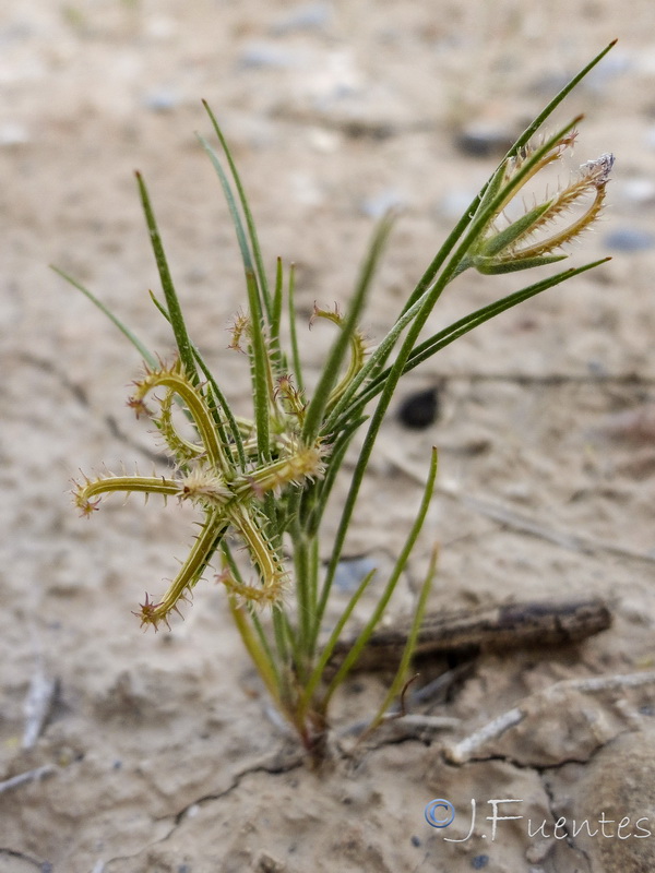 Koelpinia linearis.20