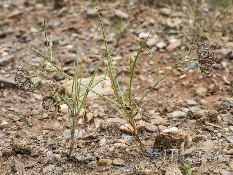 Koelpinia linearis.21