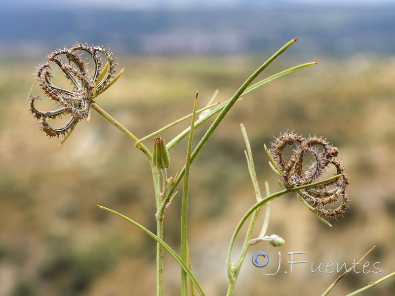 Koelpinia linearis.22