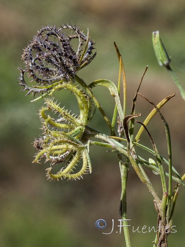 Koelpinia linearis.23