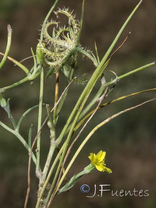 Koelpinia linearis.24