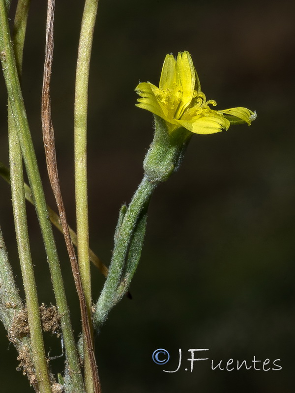 Koelpinia linearis.25