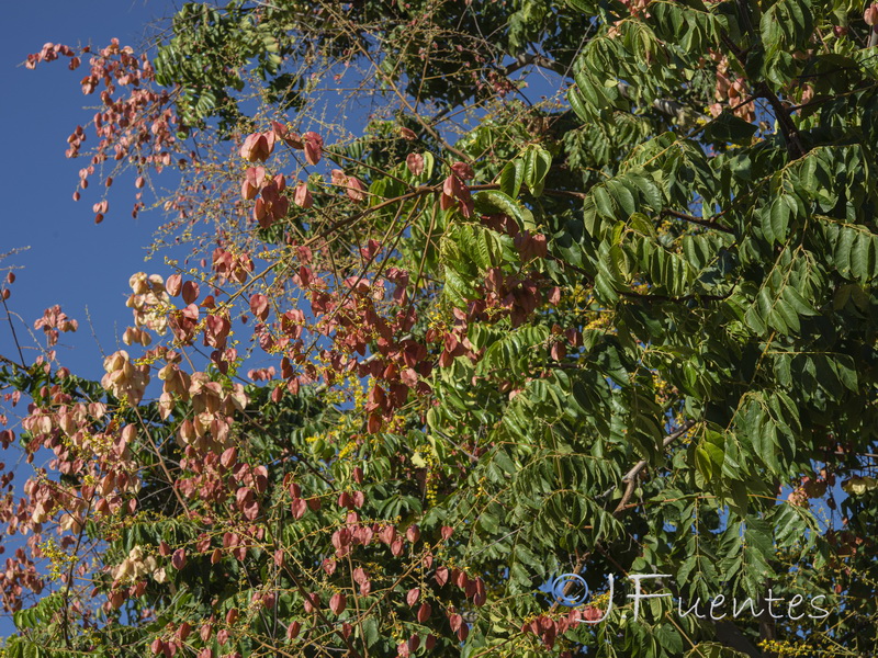 Koelreuteria paniculata.01