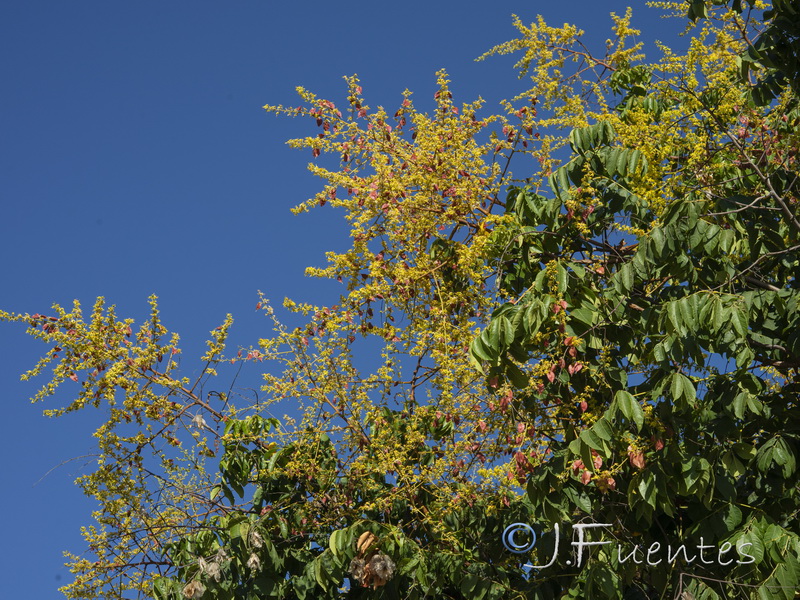 Koelreuteria paniculata.02