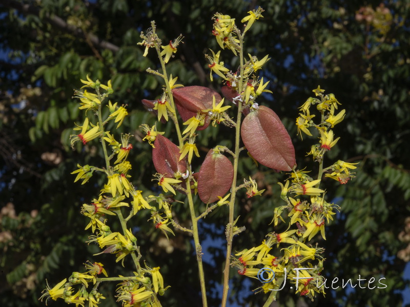 Koelreuteria paniculata.03