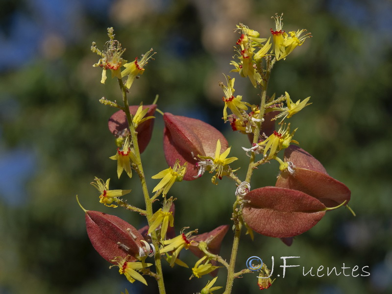 Koelreuteria paniculata.05