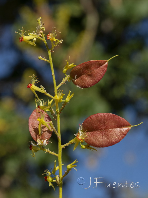 Koelreuteria paniculata.06