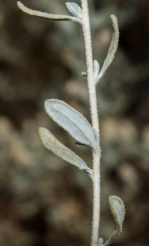 Krascheninnikovia ceratoides.09