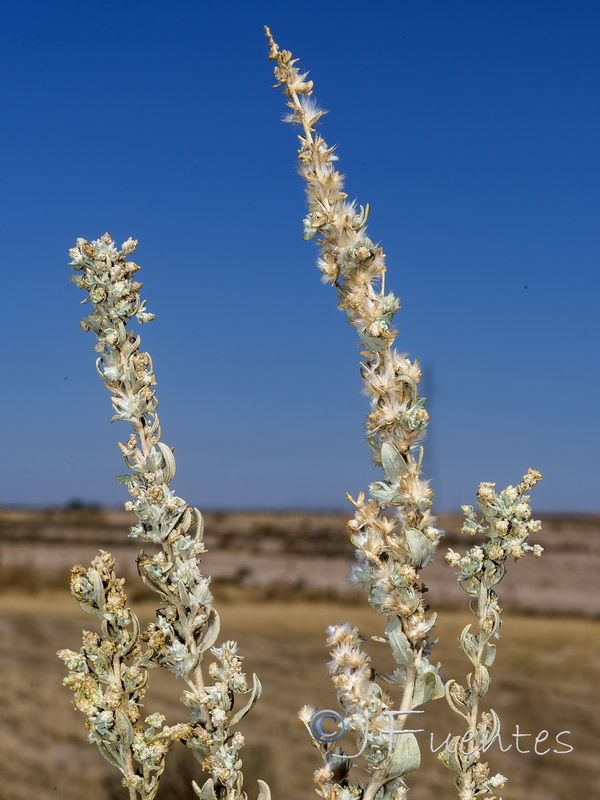 Krascheninnikovia ceratoides.32