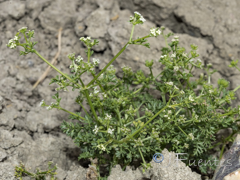 Krubera peregrina.01