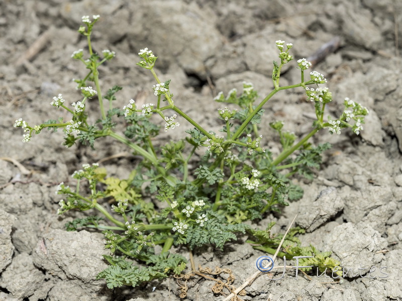 Krubera peregrina.02