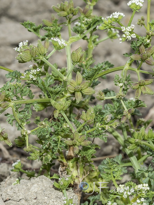Krubera peregrina.03