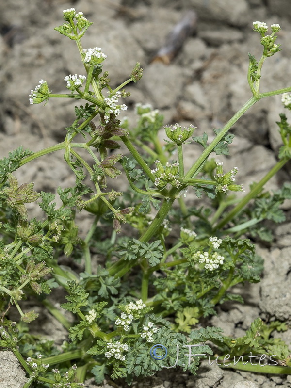 Krubera peregrina.04