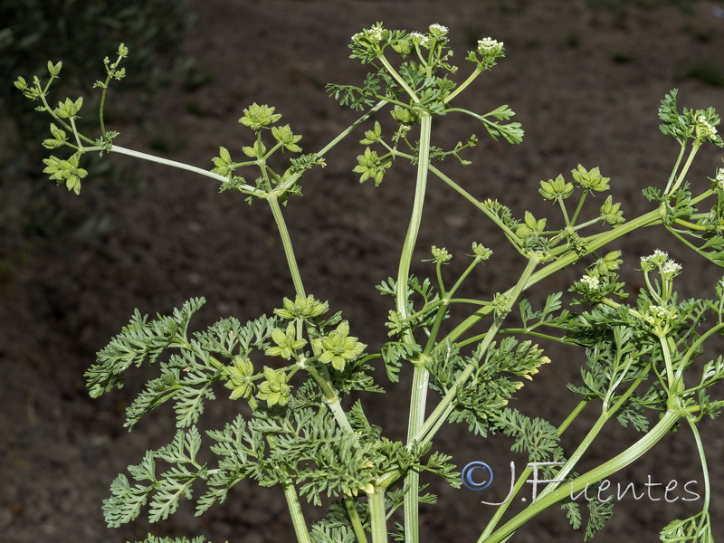 Krubera peregrina.05