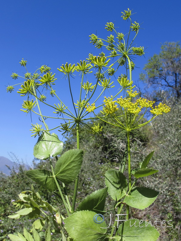 Kundmannia sicula.01