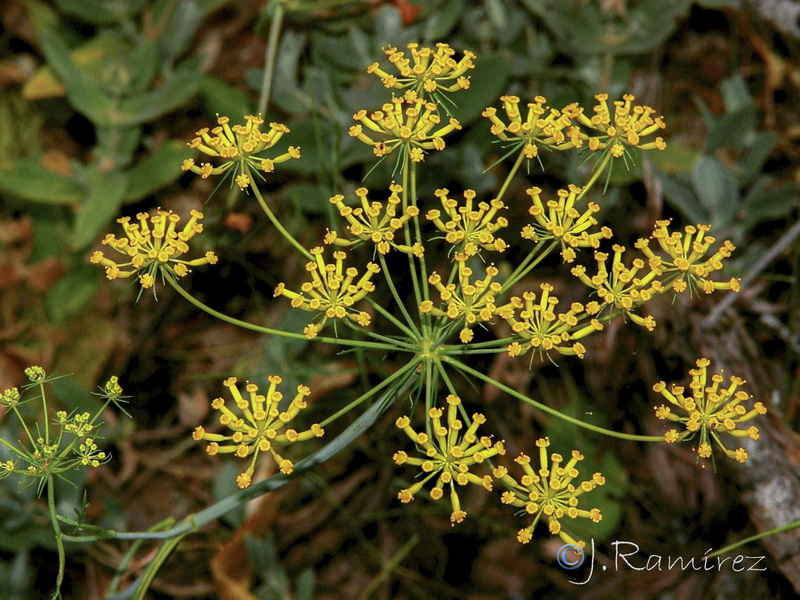 Kundmannia sicula.06