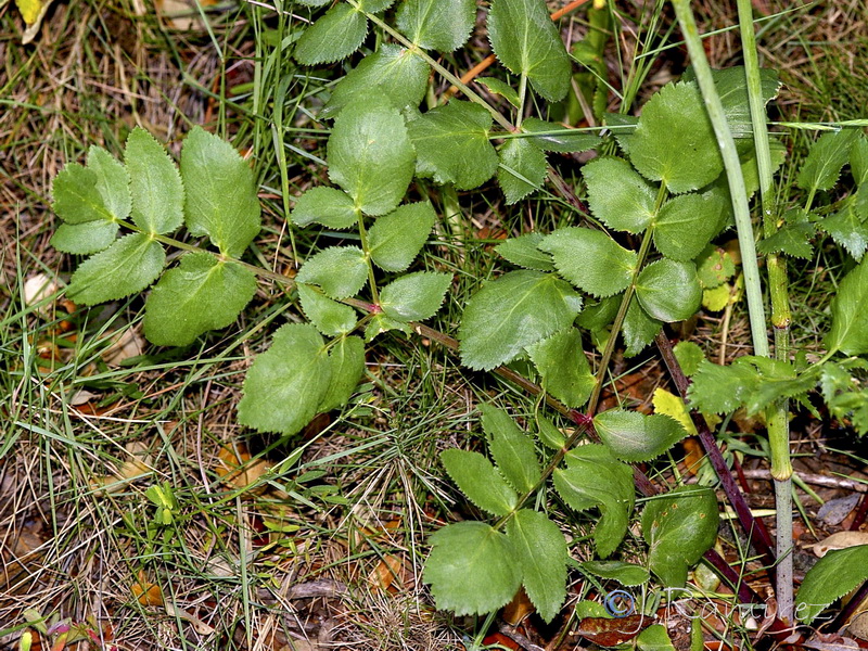 Kundmannia sicula.02