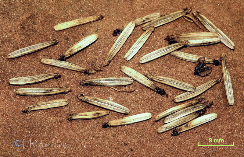 Kundmannia sicula.09