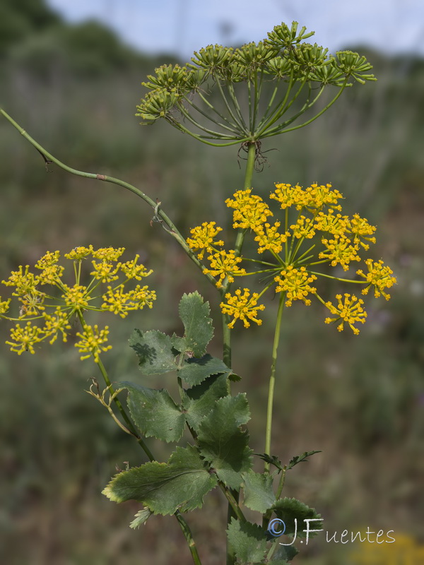 Kundmannia sicula.10