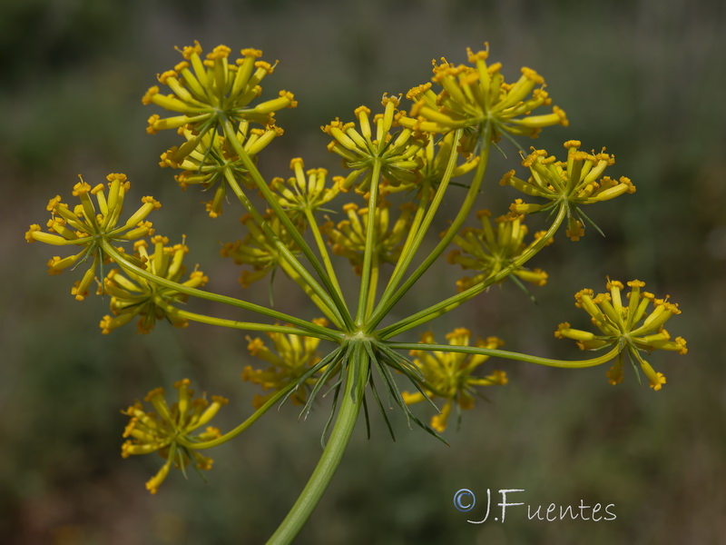 Kundmannia sicula.11