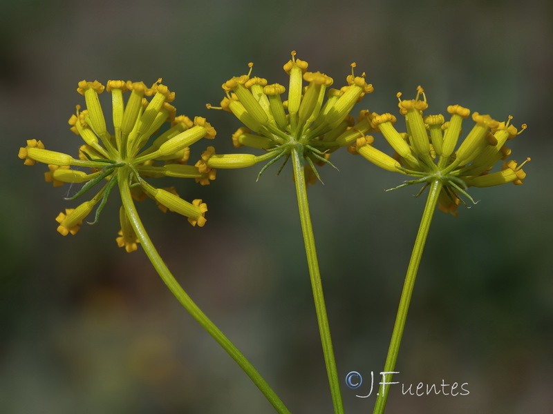 Kundmannia sicula.12