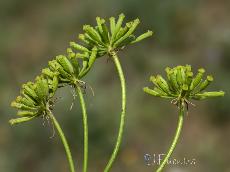Kundmannia sicula.03
