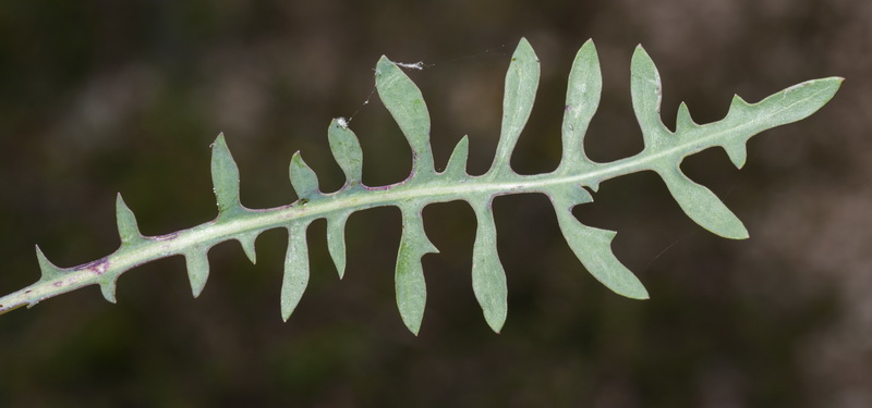 Lactuca perennis perennis.06