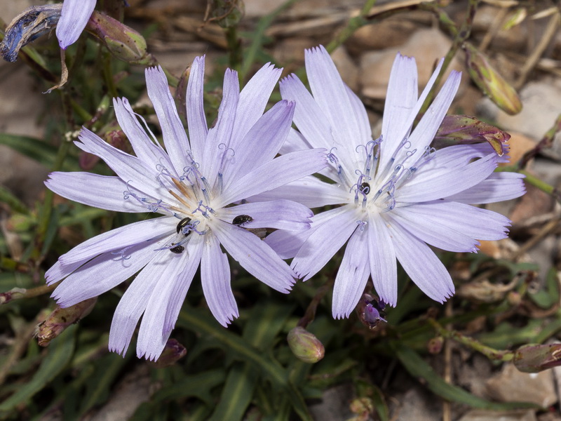 Lactuca perennis perennis.11