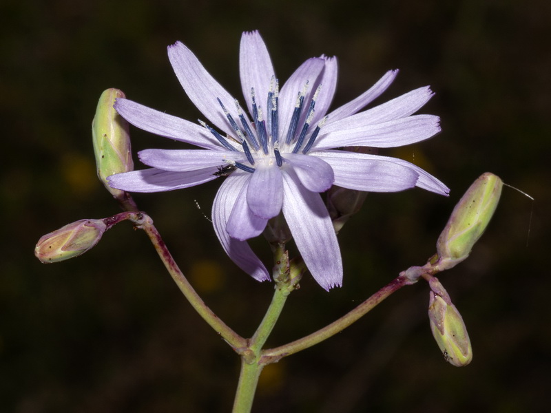 Lactuca perennis perennis.13