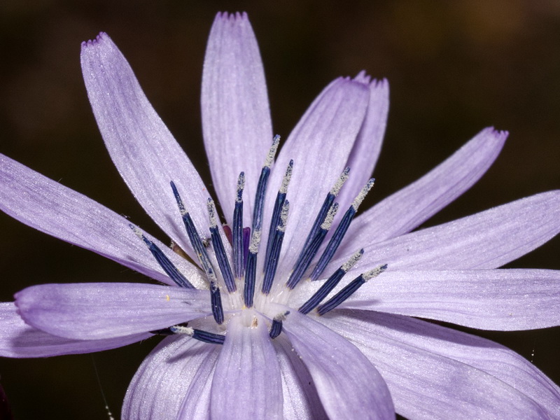 Lactuca perennis perennis.15