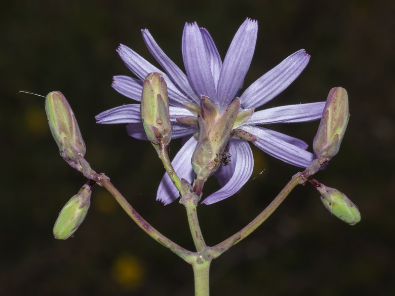 Lactuca perennis perennis.16