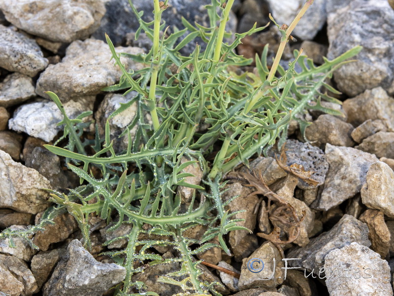 Lactuca perennis perennis.19