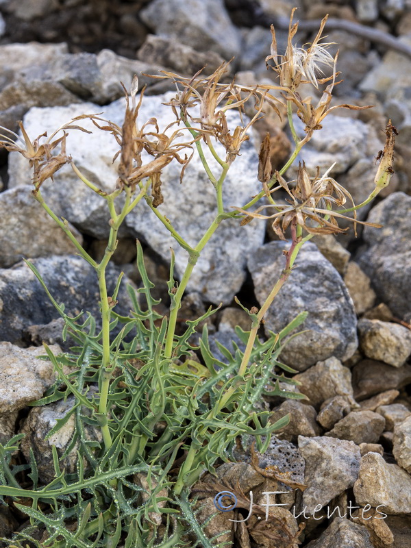 Lactuca perennis perennis.20