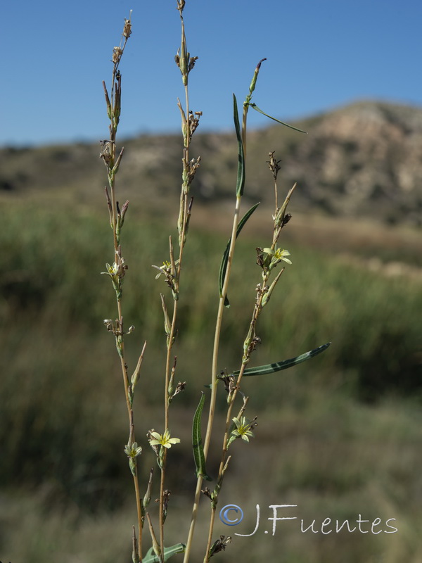 Lactuca saligna.01