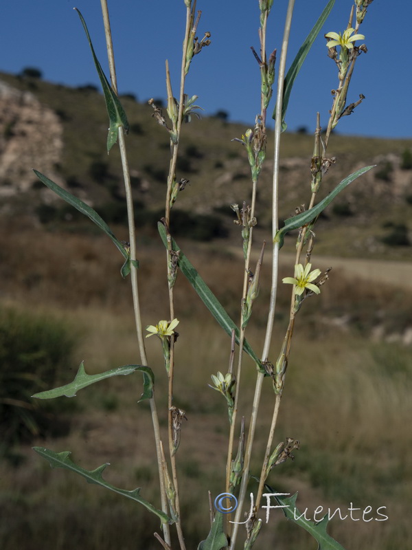 Lactuca saligna.02